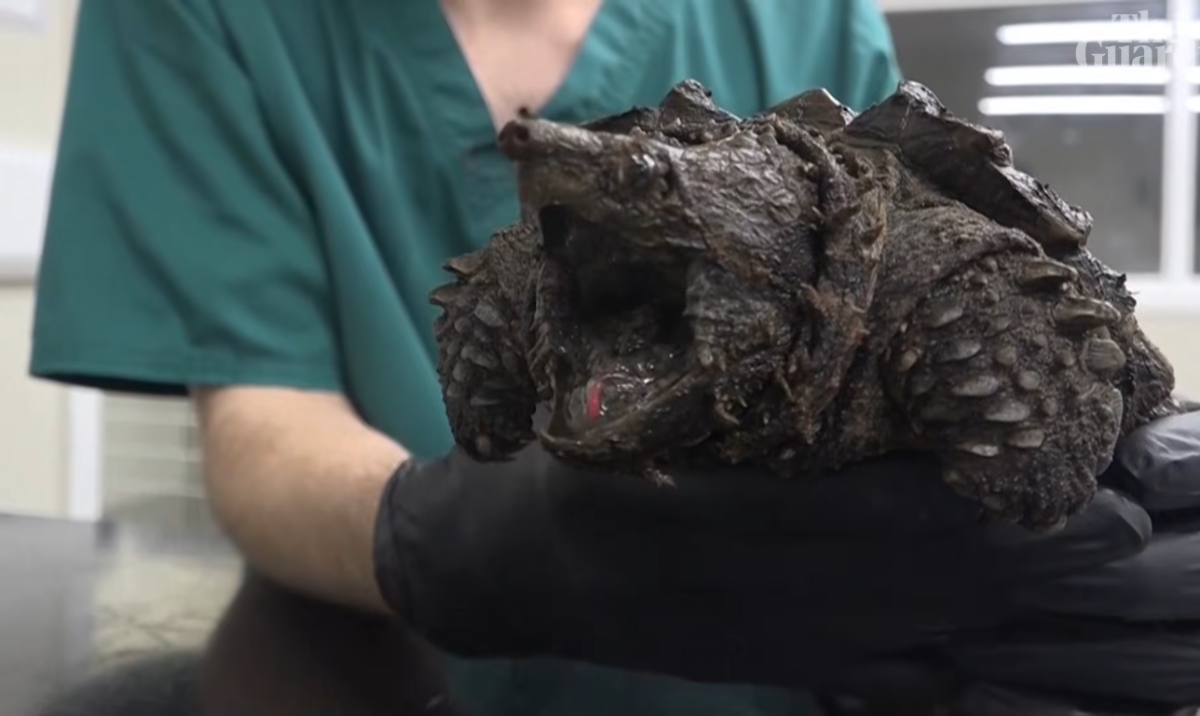 Close up shot of an alligator snapping turtle, Photo Credit: Guardian News/Youtube