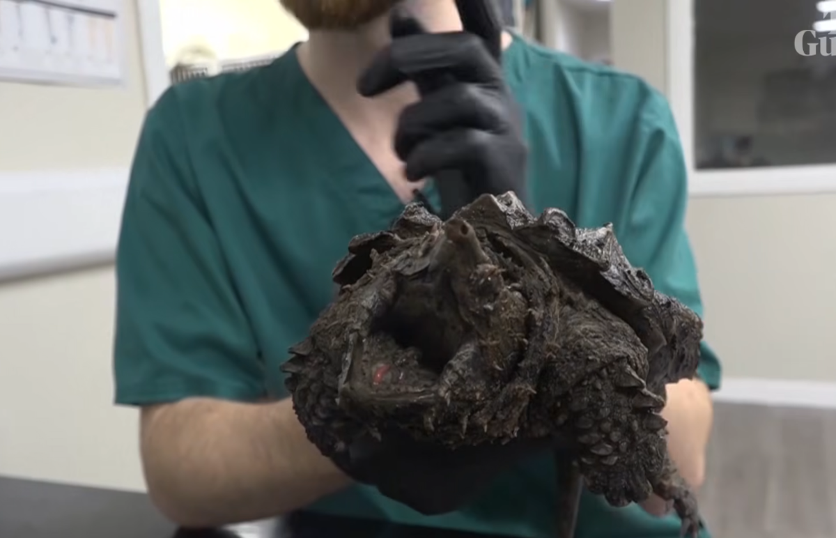Close up shot of an alligator snapping turtle, Photo Credit: Guardian News/Youtube